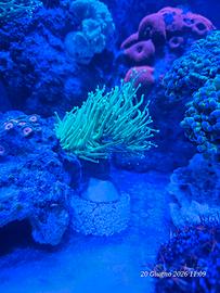 coralli acquario marino 