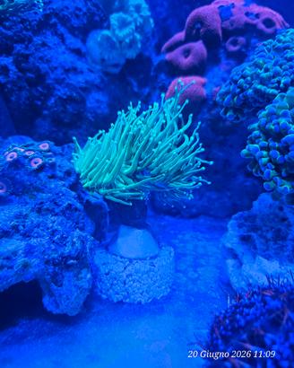 coralli acquario marino 