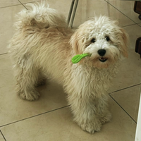 Accoppiamento Maltipoo