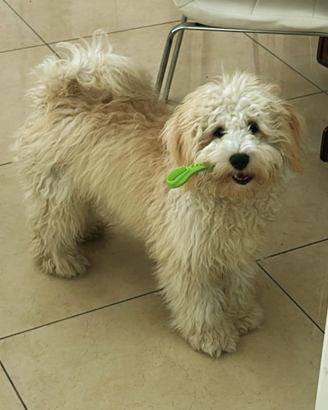 Accoppiamento Maltipoo