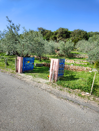 Vendita Terreno