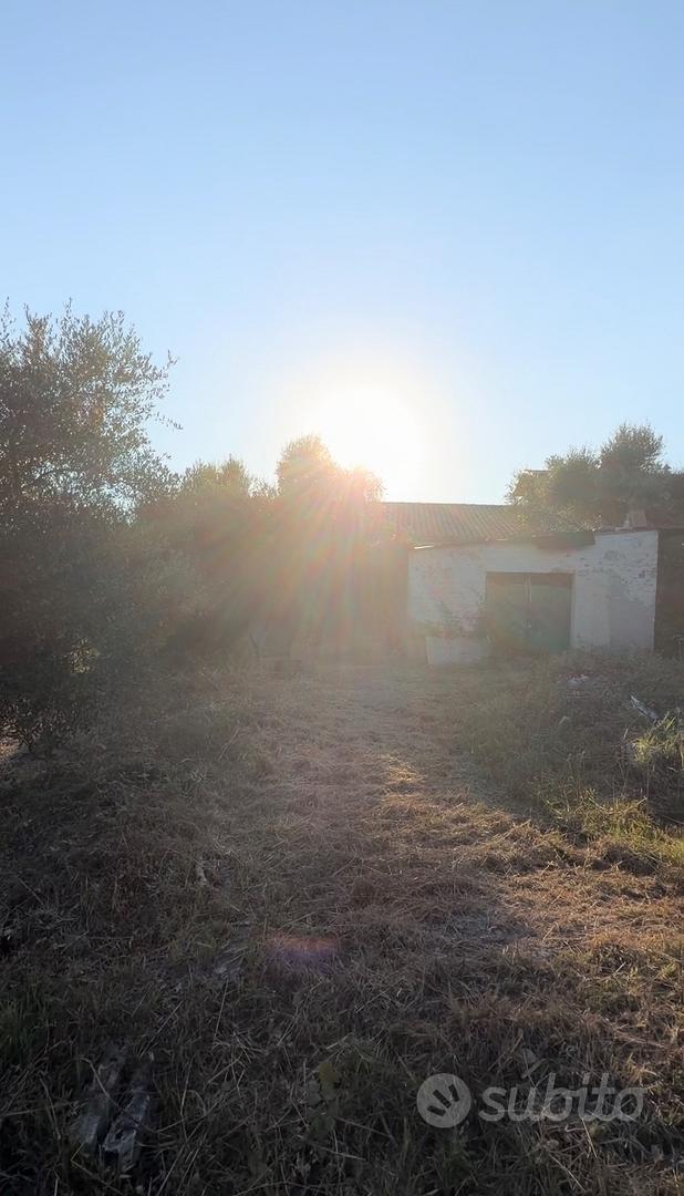 Vendita terreno uliveto palombara sabina (rm) - Vista 5