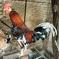 Galletto chicchiriniello