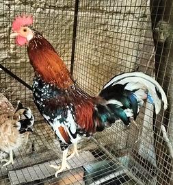 Galletto chicchiriniello