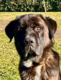 Tyson, corso buonissimo