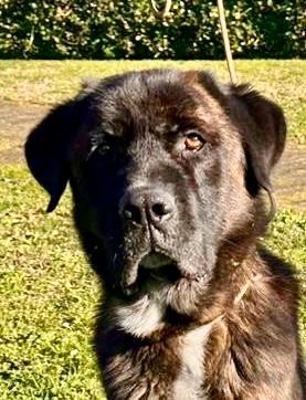 Tyson, corso buonissimo