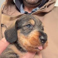 Bassotti a pelo duro