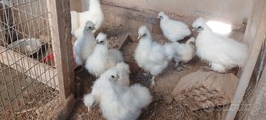 galline pulcini 