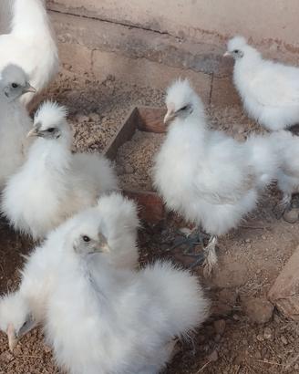 galline pulcini 