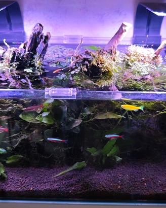 acquario completo 