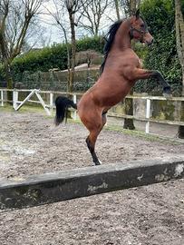 Cavallo arabo
