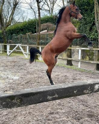 Cavallo arabo