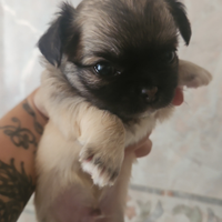 Cuccioli di Chihuahua