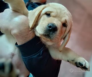 Labrador Retriever cuccioli con pedigree