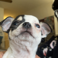 Cani chihuahua