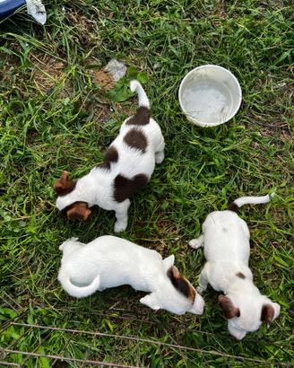 Jack Russel