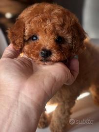 Barboncini o toy maschio