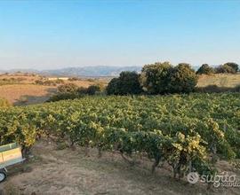 Berchidda - Terreno agricolo con vigna impiantata