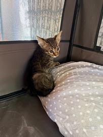 Affido gattino di 3 mesi vaccinato