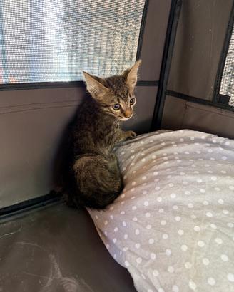 Affido gattino di 3 mesi vaccinato