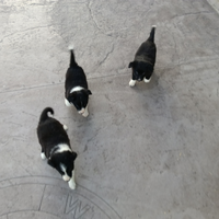 Cuccioli di Border Collie