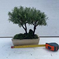 BONSAI DI ROSMARINO