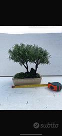 BONSAI DI ROSMARINO