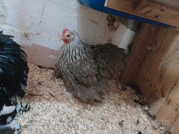 Galline ofnamentali
