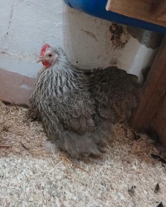 Galline ofnamentali