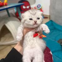 Gattina British shorthair