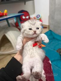 Gattina British shorthair