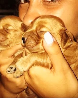Allevamento amatoriale cocker spaniel inglese
