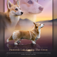 Stallone Pembroke Welsh Corgi
