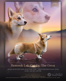 Stallone Pembroke Welsh Corgi