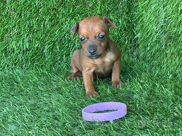 Pinscher