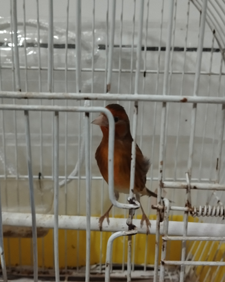 Uccelli