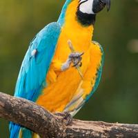 Ara ararauna