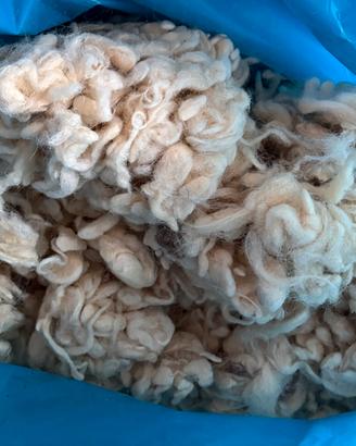 3,5 kg lana pecora in bioccoli.
