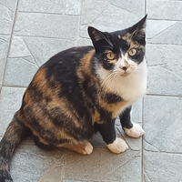 Cuccioli di gatto