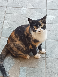 Cuccioli di gatto