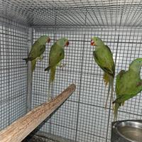 Pappagalli parrocchetti grande alessandrino