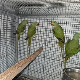 Pappagalli parrocchetti grande alessandrino