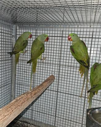 Pappagalli parrocchetti grande alessandrino