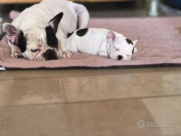 Buldogue Francese