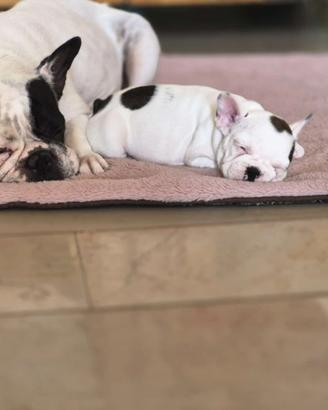 Buldogue Francese