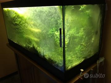 Acquario
