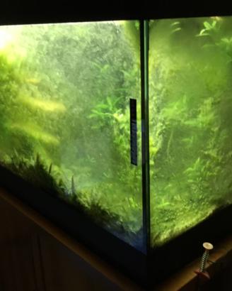 Acquario
