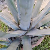 Pianta di Agave