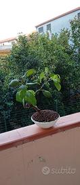 bonsai di limone 
