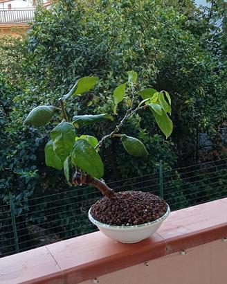 bonsai di limone 